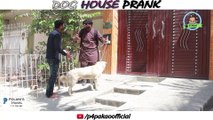 DOG HOUSE PRANK By Nadir Ali In P4 Pakao 2018