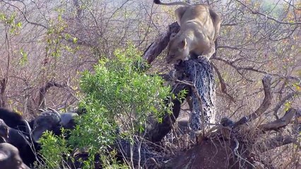 lion vs buffalow - Escaped death