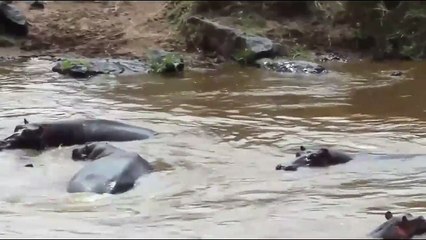 Hippo vs Zebra - Eaten alive