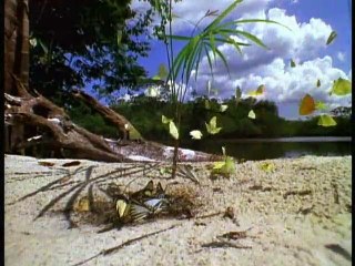 Baby Einstein 21 - Baby Van Gogh World of Colors