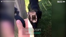 Geen hek is te hoog voor deze hond