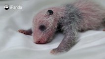 Giant panda Longlong, the first of its kind born in Guangzhou, capital of Guangdong province, gave birth to a male cub on July 12. Five-year-old Longlong moved