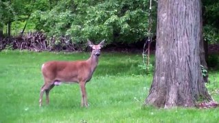 Deer Attacks Dog