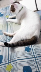 Cat Powered Fan