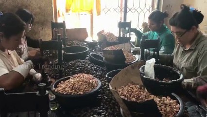 Women perform at the cashew nut factory