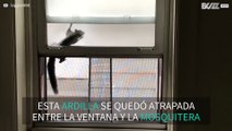 Ardilla atrapada entre la ventana y la mosquitera