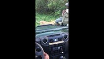 Lion gets too close for comfort during a safari in Kruger National Park