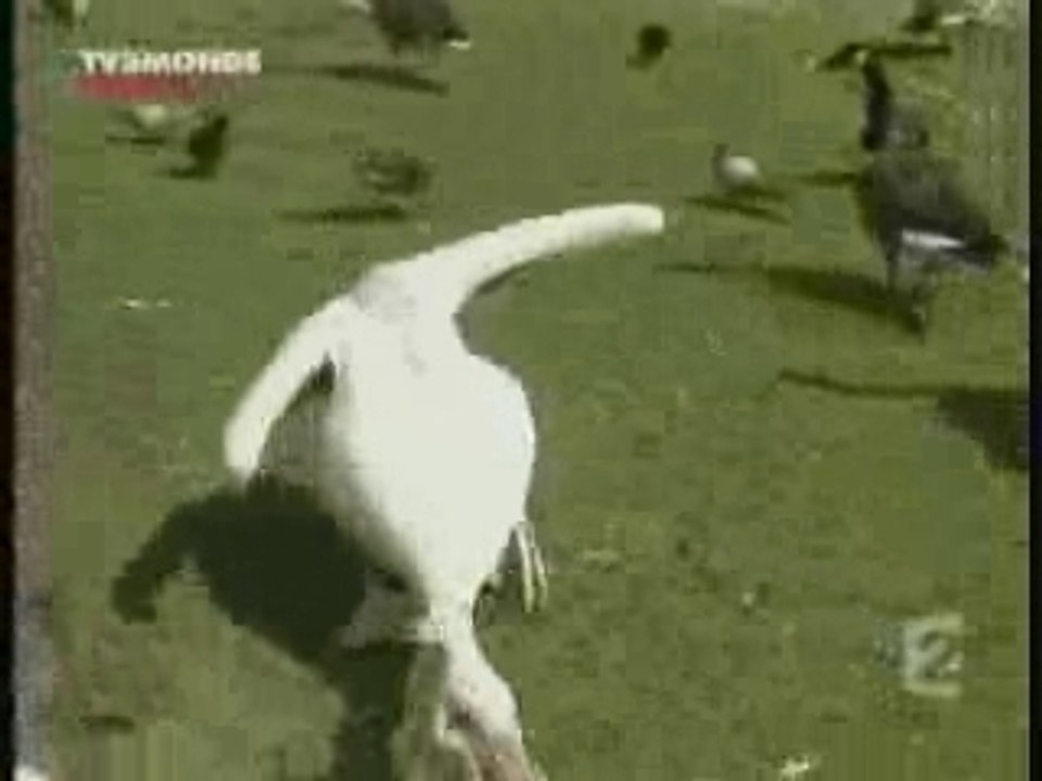 le pélican bouffe le Pigeon