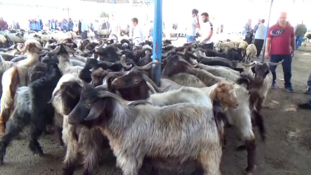 Siverek'te Kurbanlıklar Pazara İndi