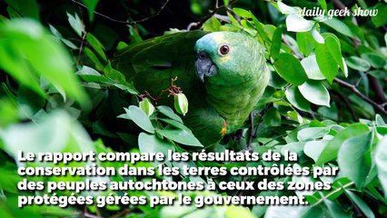 Nous échouons à sauver les forêts : ce rapport montre que les autochtones le font mieux que nous