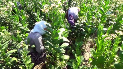 Denizli’de 40 derece sıcak altında yoğun tütün mesaisi