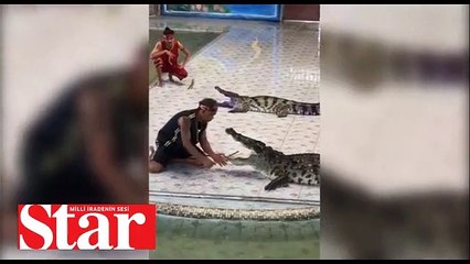 Timsahın boğazına kolunu soktu, hayatının şokunu yaşadı