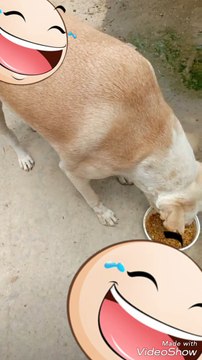 Hungry dog is eating food