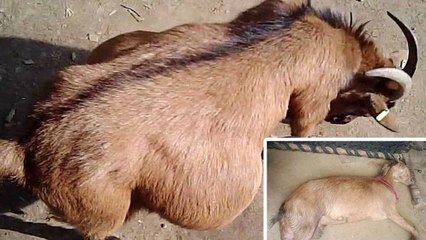 Haryana में Pregnant Goat के साथ 8 लोगों ने पार की दरिंदगी की हदें । वनइंडिया हिंदी
