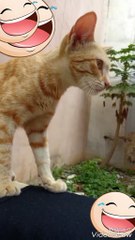 Cat licking his body