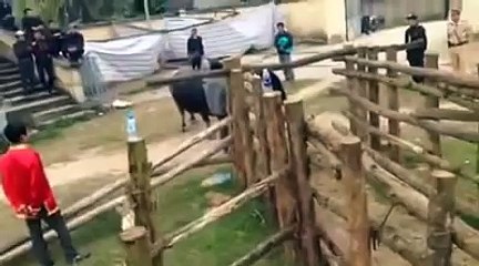 Chọi Trâu Tuyên Quang - Những pha hổ lao hạ ngục đối thủ - chọi trâu lục yên 2016