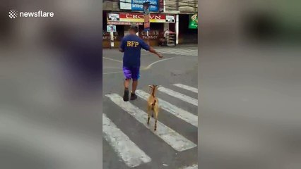 This fireman has an unusual personal trainer
