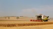 Seca extrema afeta colheitas na Alemanha