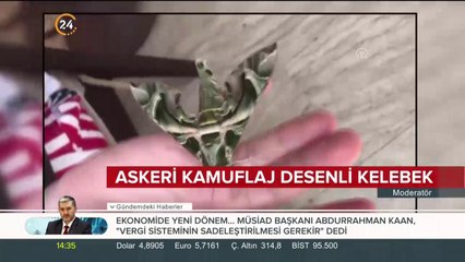 Askeri kamuflaj desenli kelebek