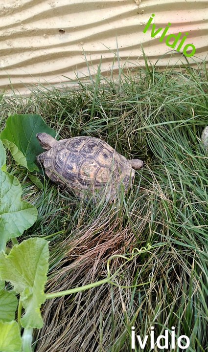 My Turtle