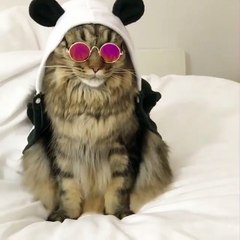 My cat look so awsome like a rock star