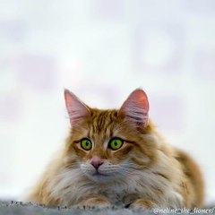 So sweet and Rare cat with this eye color