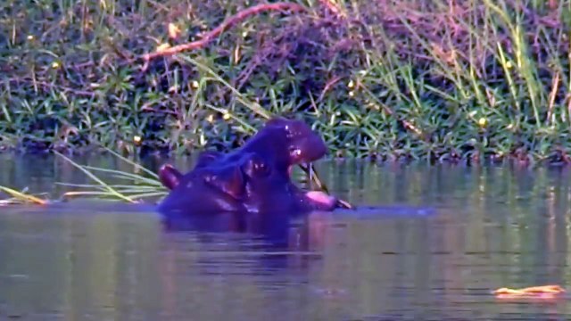 Crocodile vs Hippo - Wild Animals Fighting, Hippo, Rhino, Crocodile . Animals Save Other Animals