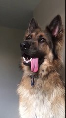 Ce chien n'arrive pas à garder sa langue dans sa bouche !