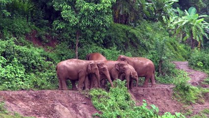 Sauvetage d'un bébé éléphant par sa troupe alors qu'il glissait dans la boue vers le fleuve