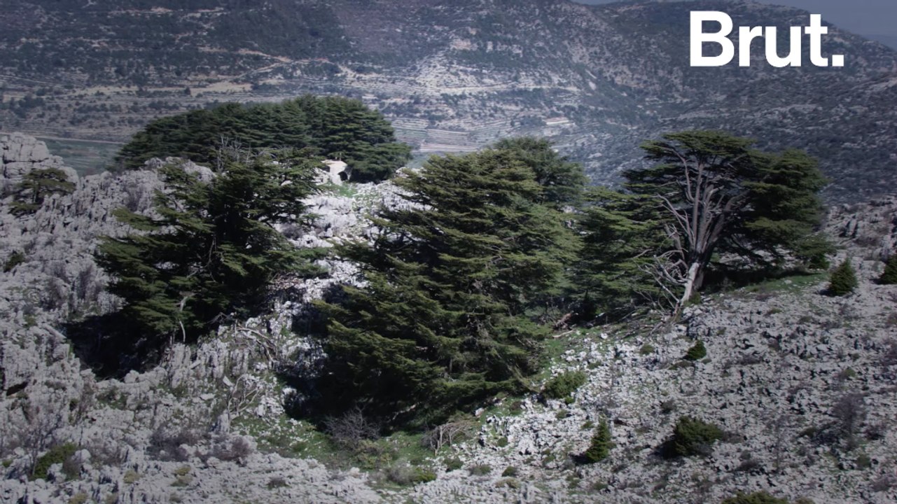 Le cèdre, emblème du Liban, est menacé...