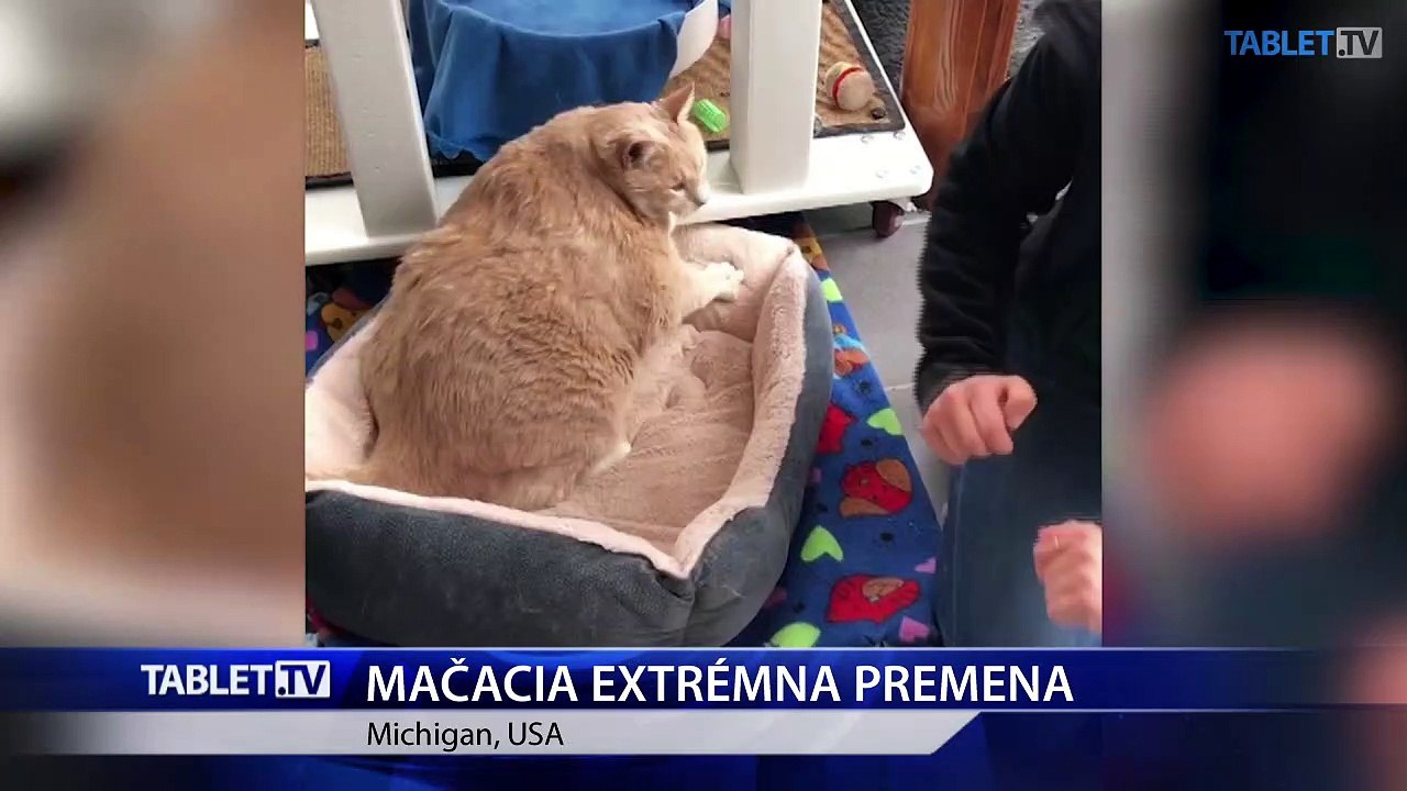 EXTRÉMNU PREMENU kocúra s nadváhou sledujú desaťtisíce fanúšikov online