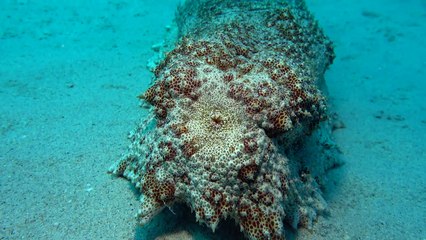 Un concombre de mer fait caca