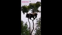 Yue Yue and Ban Ban, twin pandas in the Shanghai Zoo, climbed a tree on Sunday before Typhoon Ampil made landfall in the city. The typhoon hit Shanghai around m