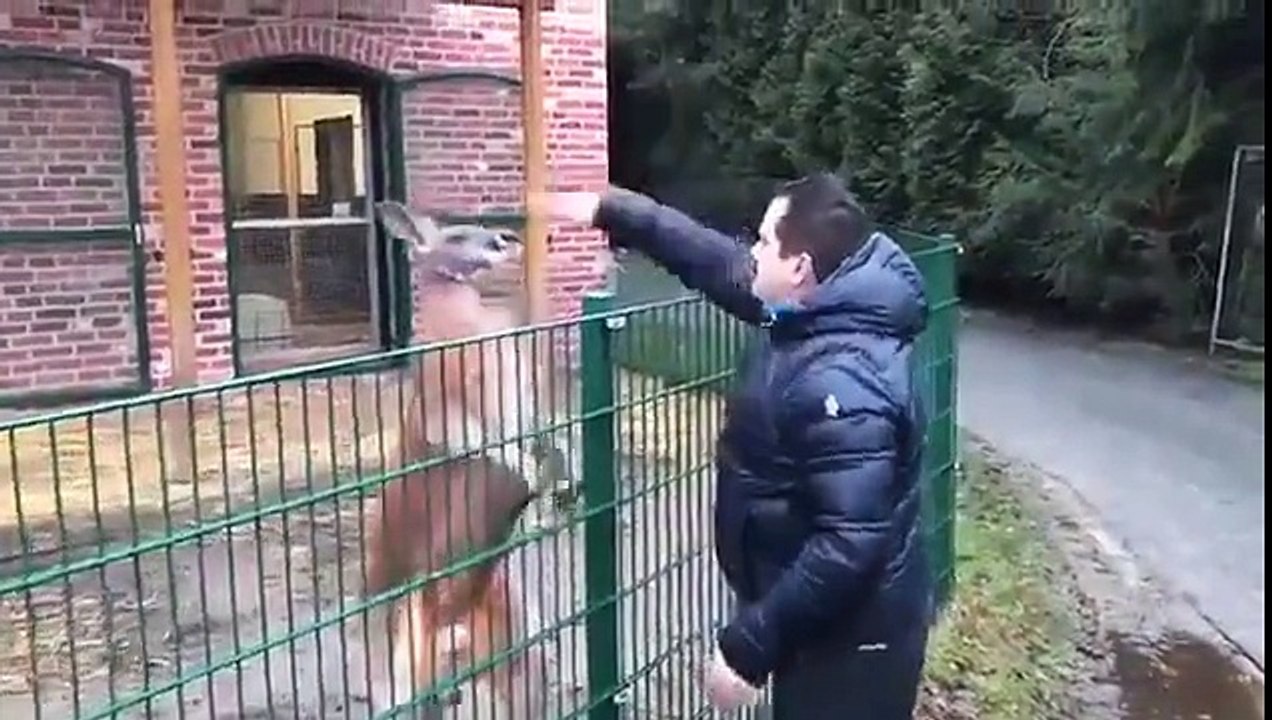 Kanguruyu tokatlayan Türk