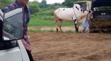 UFF KIA JUMPS MAARI HAIN  MUST WATCH  - Karachi Cow Mandi - Bakra Eid In Pakistan