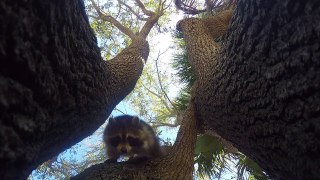 Cute Raccoon Throws a GoPro Out of a Tree