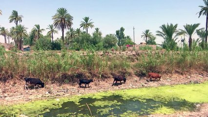 بعد الزراعة.. الحيوانات ضحية الجفاف في جنوب العراق