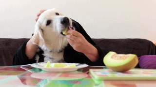 Golden Retriever Puppy Eats Melon with Hands! Funny Dog Bailey Eats Like Human