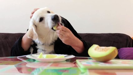 Golden Retriever Puppy Eats Melon with Hands! Funny Dog Bailey Eats Like Human