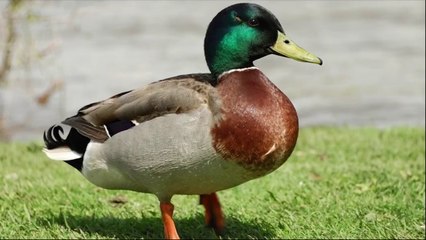 MY ULTIMATE GAMING SETUP TOUR !!