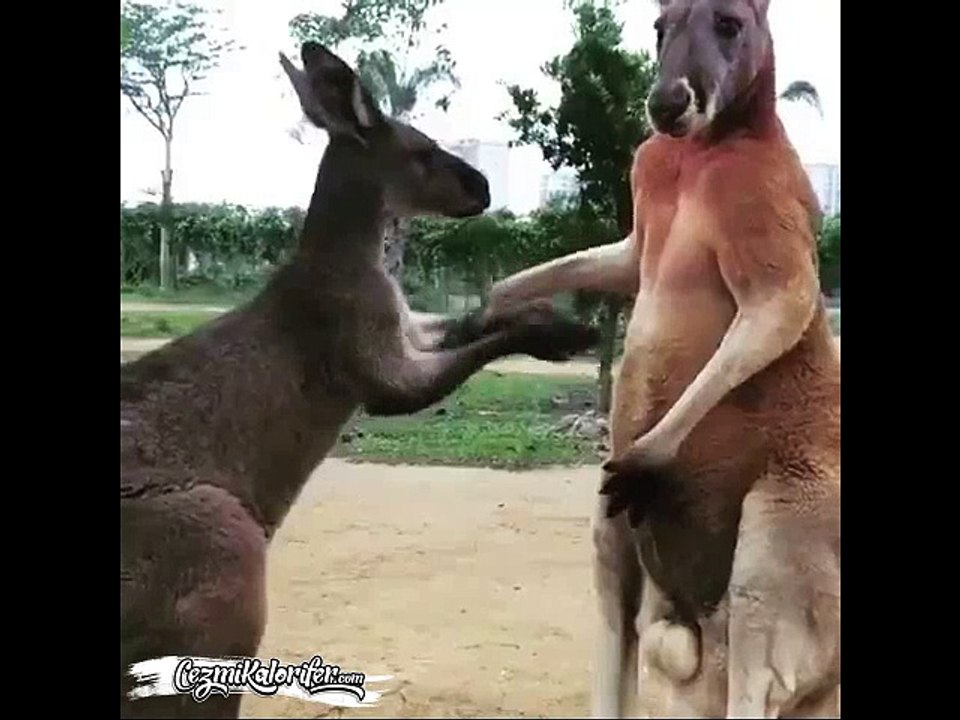 Önce Elini Öptürüp Sonra Ufaktan “Bir Daha Olmasın” Dercesine Şamarlayan Kanguru Reis