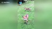 Family of foxes visits Leicester woman in back garden