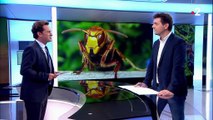 Vacances : ces insectes nuisibles qui peuvent vous gâcher l'été