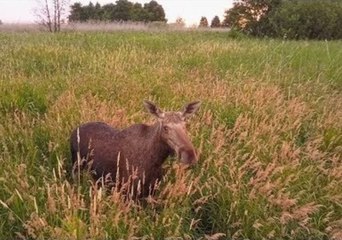 Curious Moose Comes in Close Contact With Drone