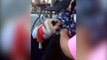Pug Life! The Funniest & Cutest Pug Home Videos Weekly Compilation | Funny Pet Videos