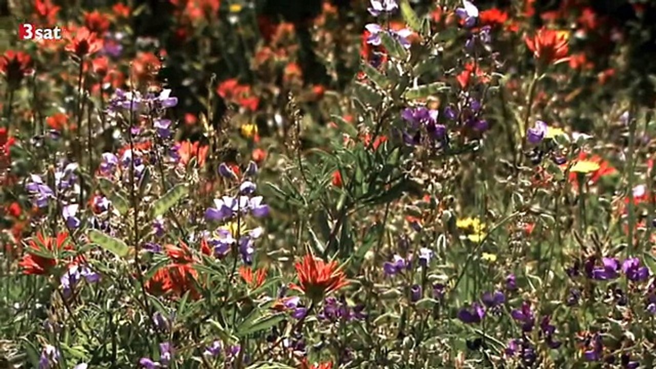 Mount St Helens Der Vulkan lebt Doku