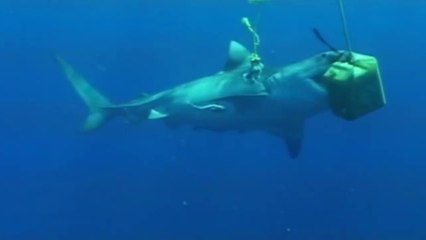 The Most Deadly Shark Species - Nat Geo Wild Shark Attack