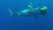 The Most Deadly Shark Species - Nat Geo Wild Shark Attack