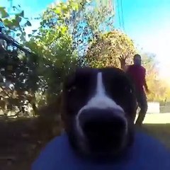 Sevimli köpek sahibinin GoPro'sunu çalarsa ne olur?