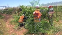 Şanlıurfa'da, Organik Meyveler Yoksula Dağıtılıyor